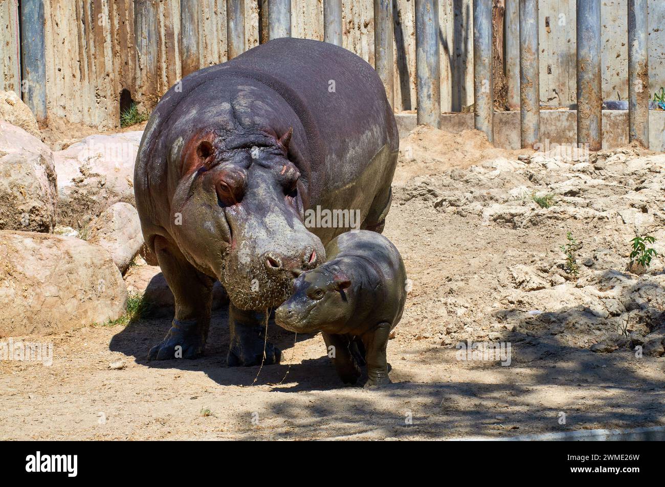 Une scène réconfortante où une mère hippopotame et son veau émergent de la boue Banque D'Images