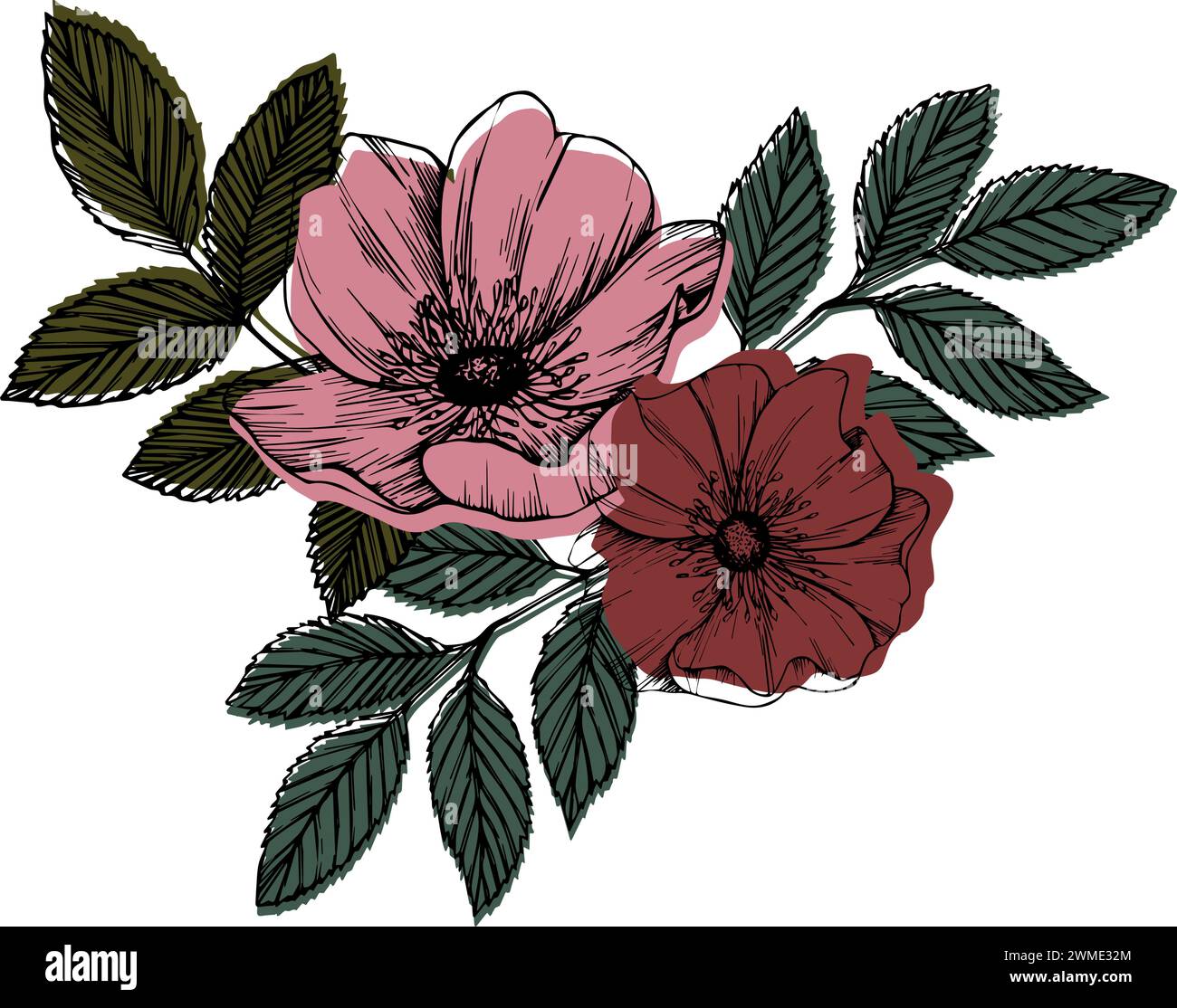 Composition de vecteur de hanche rose avec des feuilles et des fleurs. Rose sauvage, dessin d'art de ligne d'herbes médicinales, bourgeon rose et rouge. Illustration graphique de contour Illustration de Vecteur