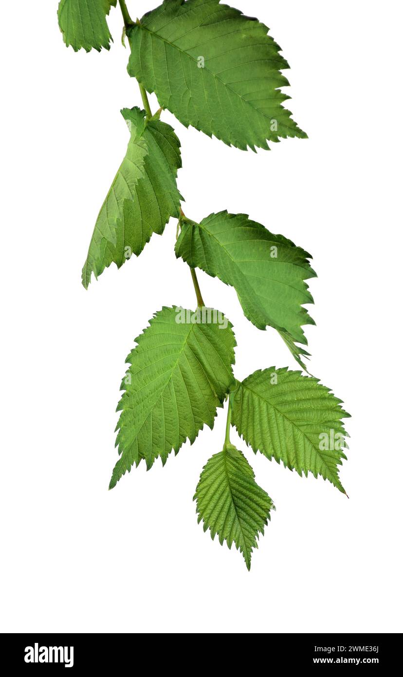 Branche avec des feuilles d'orme. / Isolé sur fond blanc sans ombre. / La nature en détail. Été. Ressort. Gros plan.(Ulmus laevis) Banque D'Images