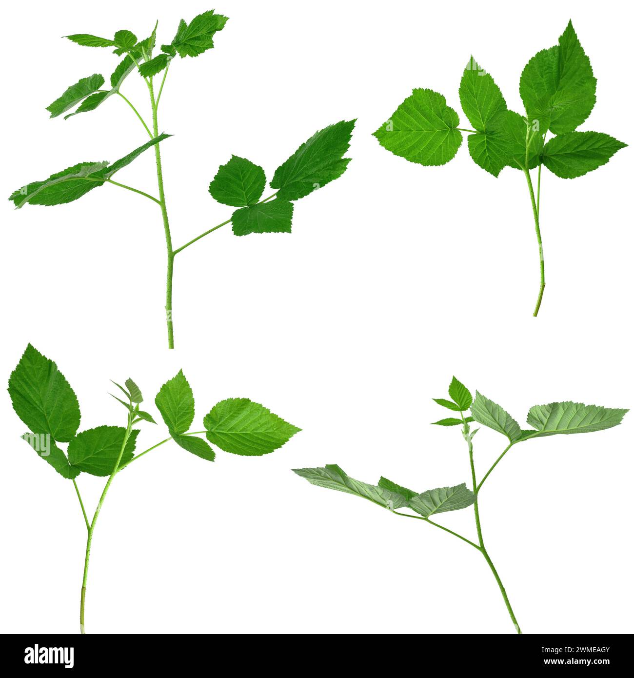 Framboise, isolé sans ombre. Jardinage, horticulture. Plante cicatrisante. Le thé des feuilles de framboise aide avec le rhume et la grippe. Usine. Raspberr Banque D'Images