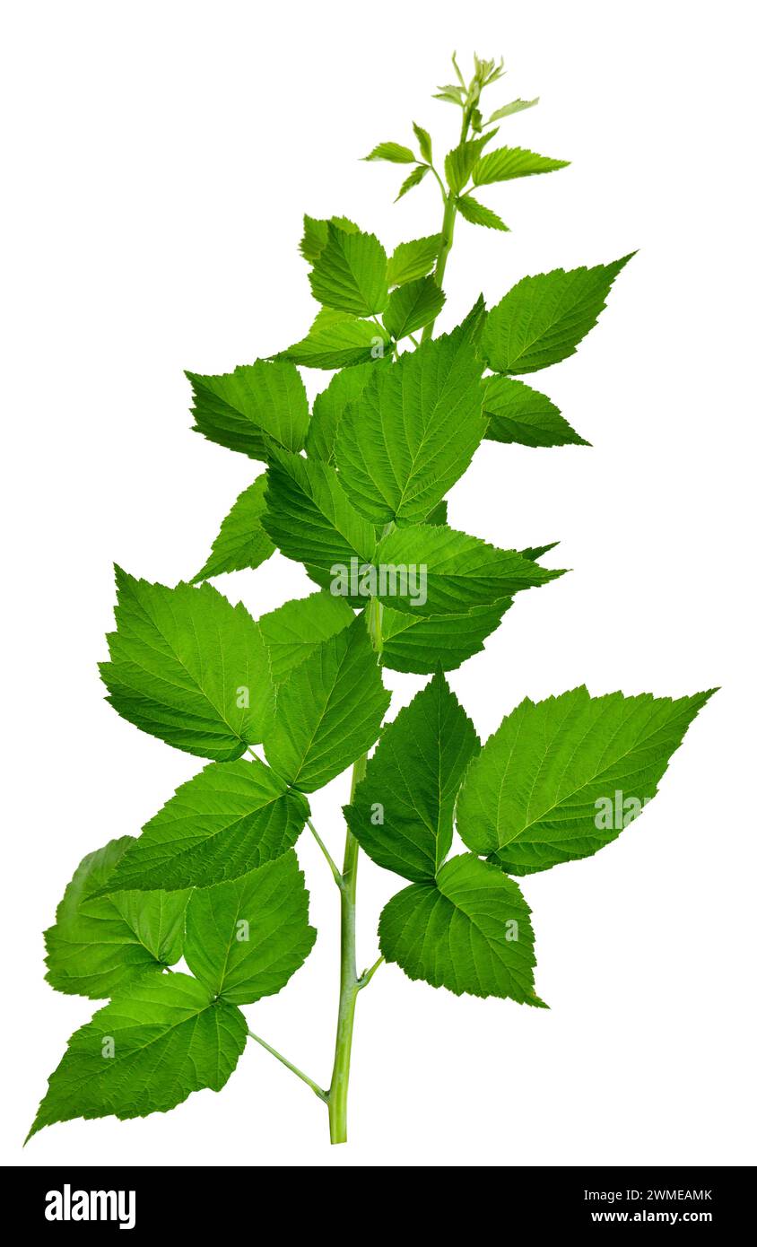 Framboise, isolé sans ombre. Jardinage, horticulture. Plante cicatrisante. Le thé des feuilles de framboise aide avec le rhume et la grippe. Usine. Raspberr Banque D'Images