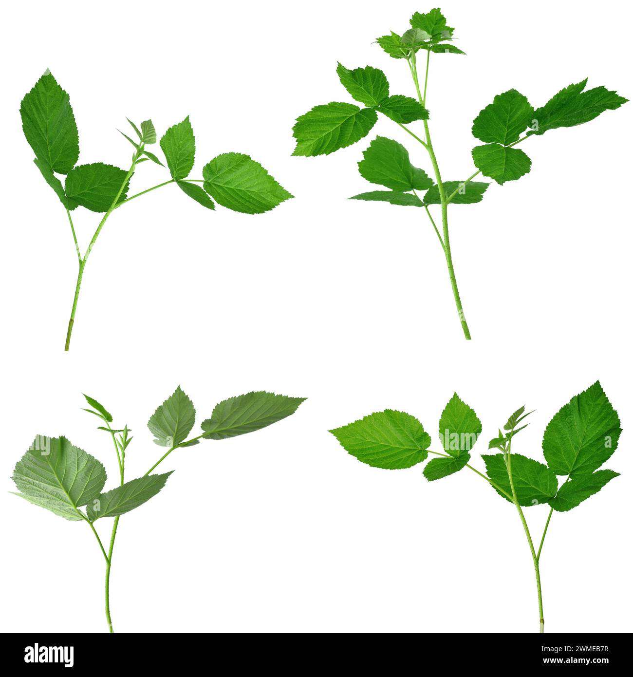Framboise, isolé sans ombre. Jardinage, horticulture. Plante cicatrisante. Le thé des feuilles de framboise aide avec le rhume et la grippe. Usine. Raspberr Banque D'Images
