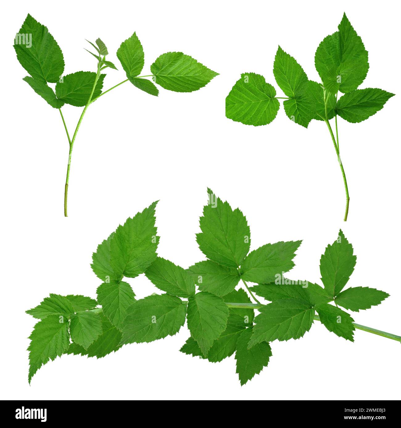 Framboise, isolé sans ombre. Jardinage, horticulture. Plante cicatrisante. Le thé des feuilles de framboise aide avec le rhume et la grippe. Usine. Raspberr Banque D'Images