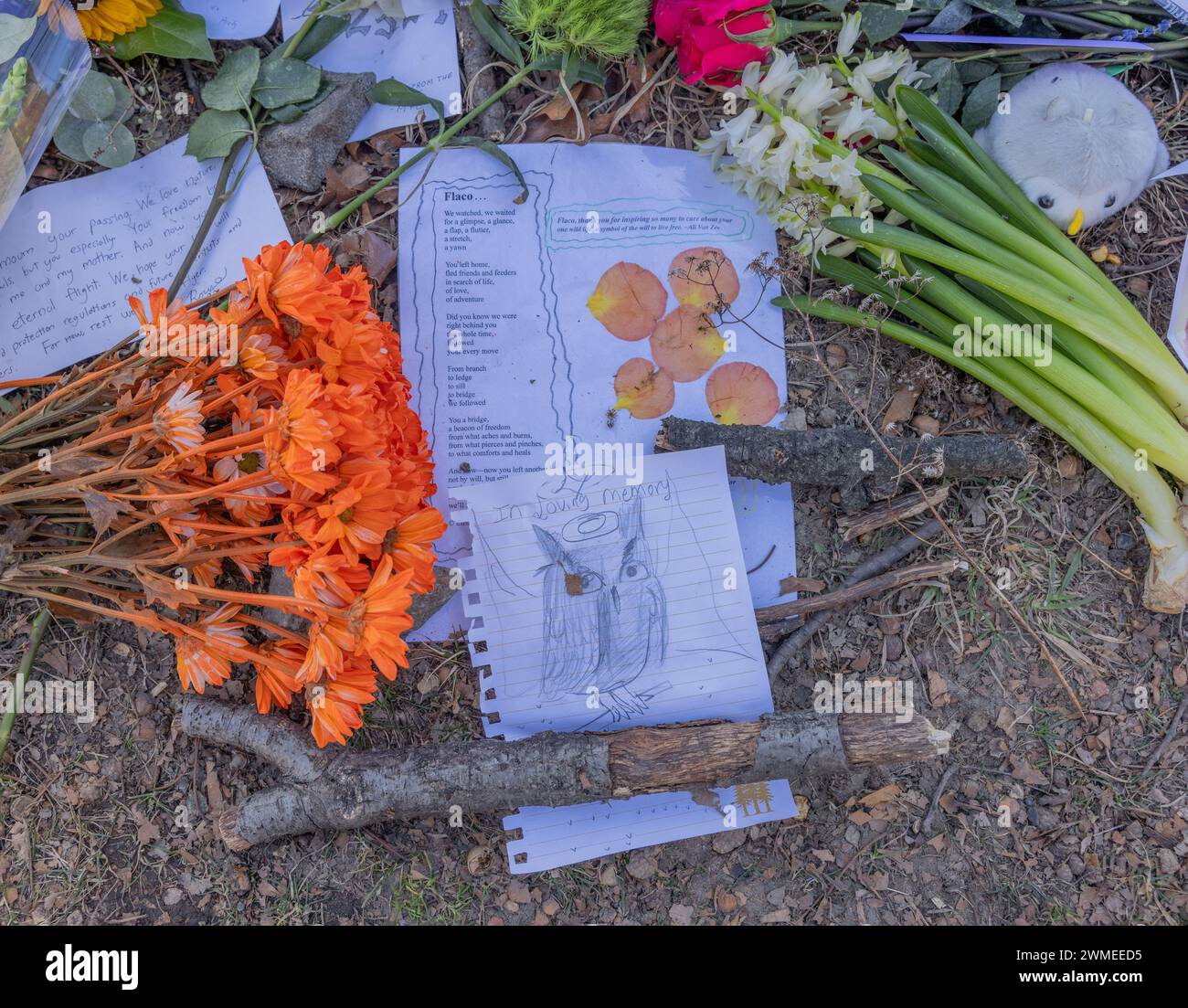 NEW YORK, NEW York – 25 février 2024 : hommages à Flaco le hibou sont vus dans un mémorial de fortune à Central Park. Banque D'Images