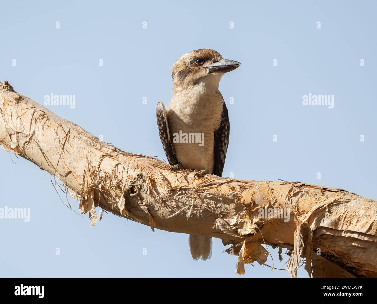 Kookaburra, (espèce Dacelo novaeguineae), oiseau australien de l'est de la famille des pêcheurs royaux (Alcedinidae), dont l'appel sonne comme un rire diabolique. Banque D'Images