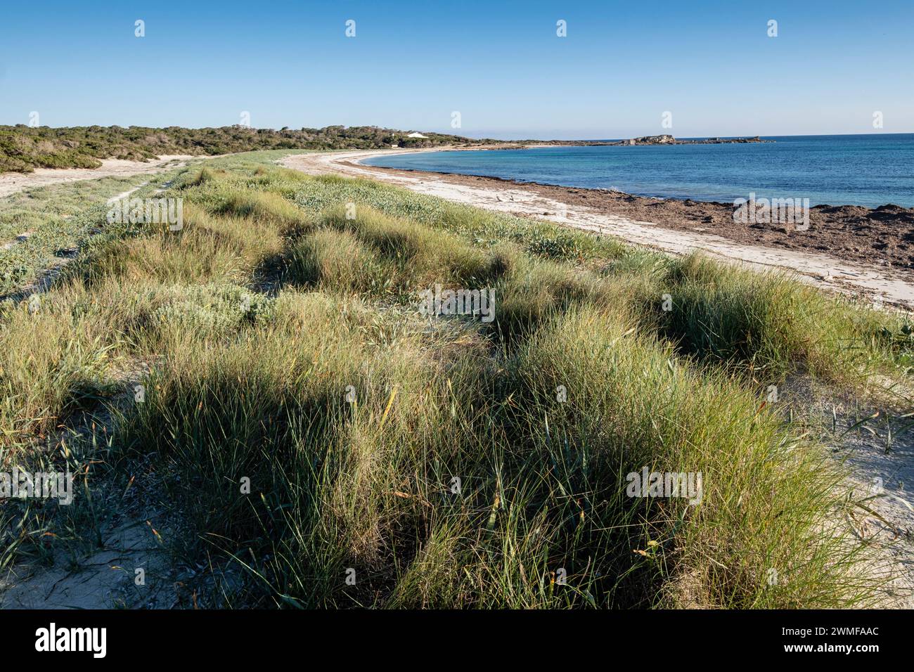 Végétation de dunes, plage es Caragol, commune de Santanyi, Majorque, Iles Baléares, Espagne Banque D'Images
