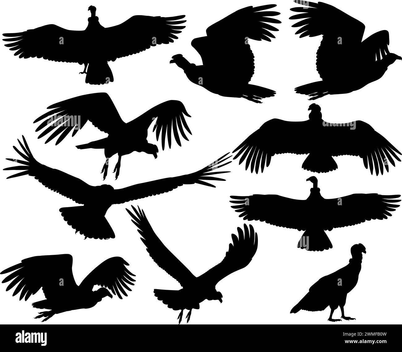 Collection de silhouettes d'oiseaux vautours condors andins Illustration de Vecteur