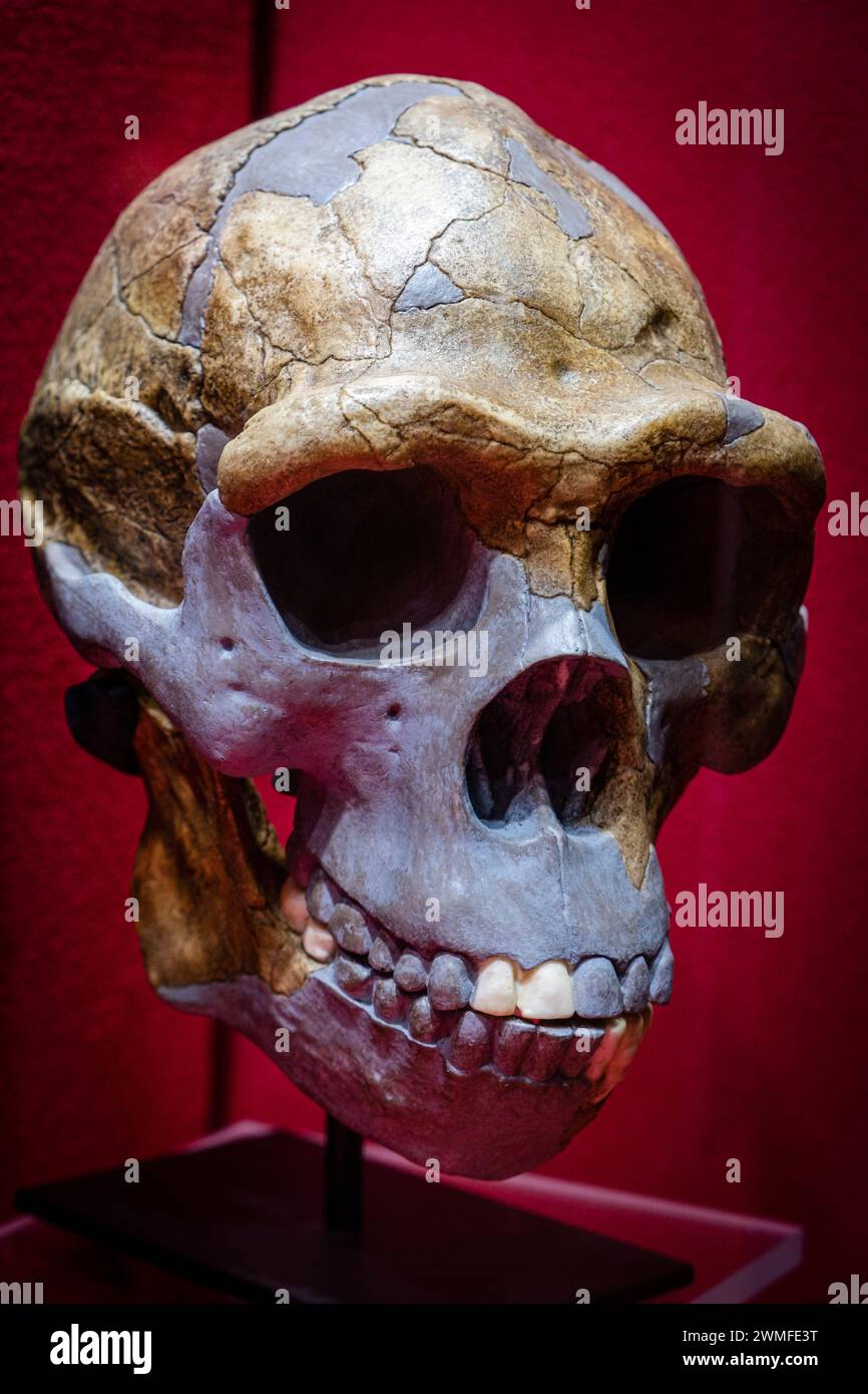 Homo erectus crâne réplique, Museo Comarcal de Molina de Aragón, Guadalajara, Espagne Banque D'Images