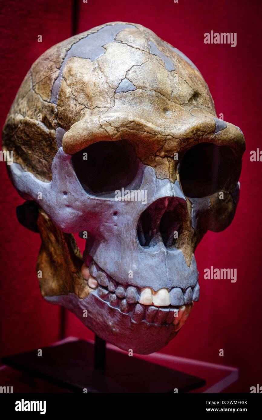 Homo erectus crâne réplique, Museo Comarcal de Molina de Aragón, Guadalajara, Espagne Banque D'Images