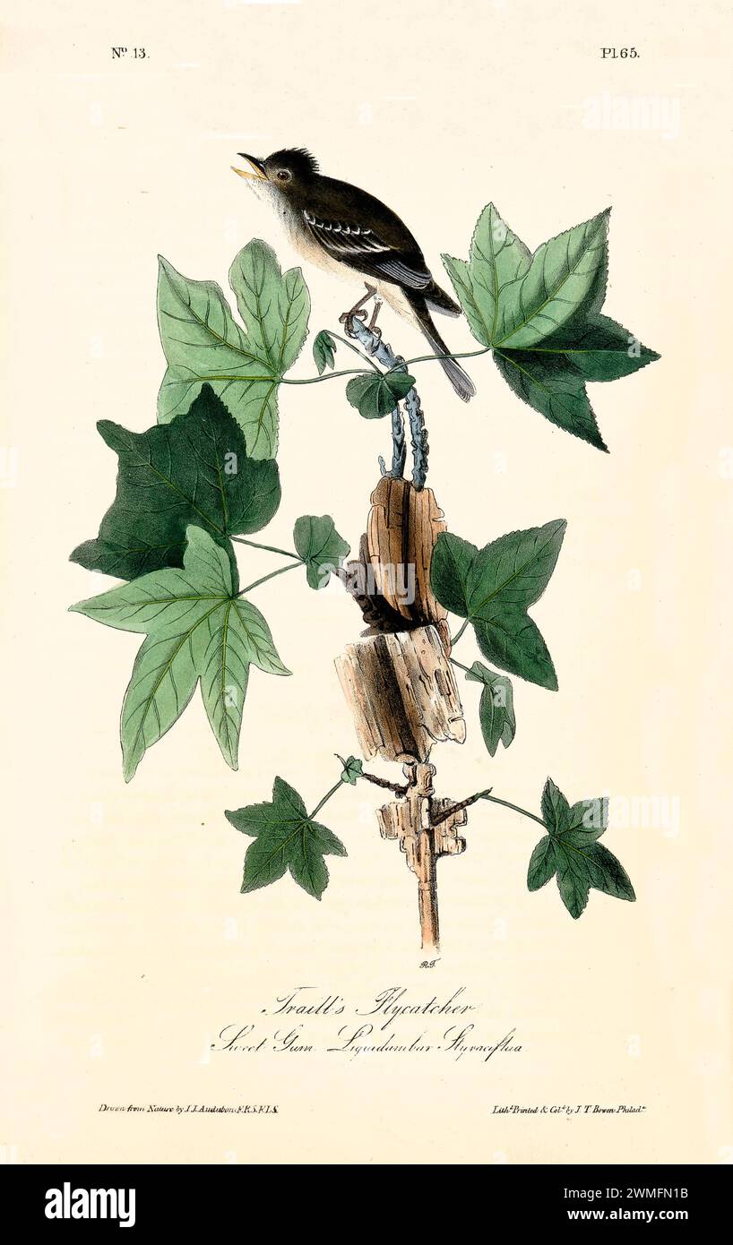 Ancienne illustration gravée du flycatcher de Traill (Empidonax traillii). Créé par J.J. Audubon : Birds of America, Philadelphie, 1840. Banque D'Images