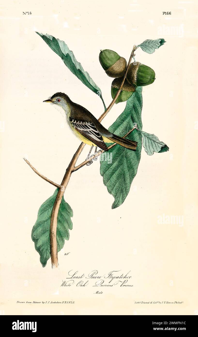 Attrape-mouches richement détaillé et coloré perché sur une branche de chêne blanc avec des glands. Par J.J. Audubon : Birds of America, 1840 Banque D'Images