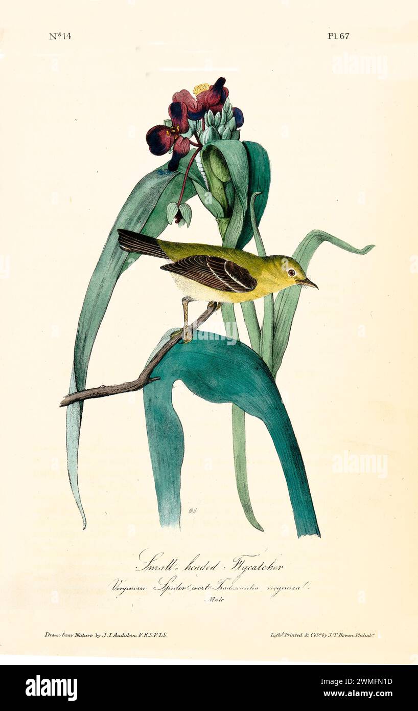 Attrape-mouches richement détaillé et coloré perché sur une branche de chêne blanc avec des glands. Par J.J. Audubon : Birds of America, 1840 Banque D'Images