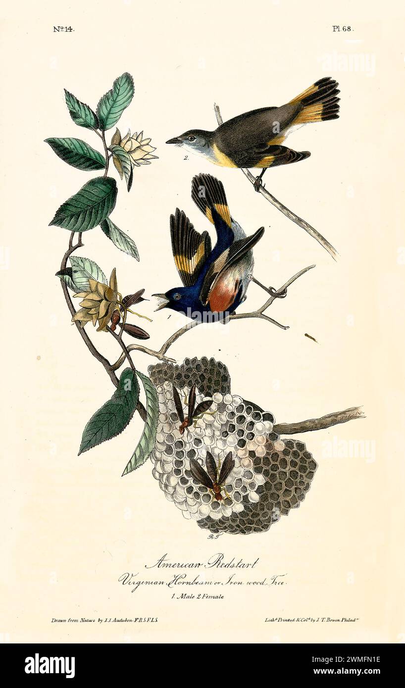 Ancienne illustration gravée de Redstart américain (Setophaga ruticilla). Créé par J.J. Audubon : Birds of America, Philadelphie, 1840. Banque D'Images