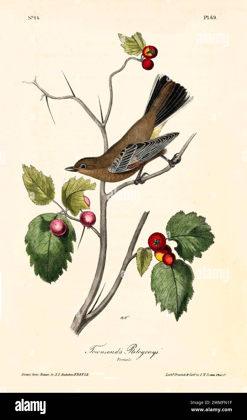 Ancienne illustration gravée des ptilogonys de Townsend (Myadestes townsendi). Créé par J.J. Audubon : Birds of America, Philadelphie, 1840. Banque D'Images