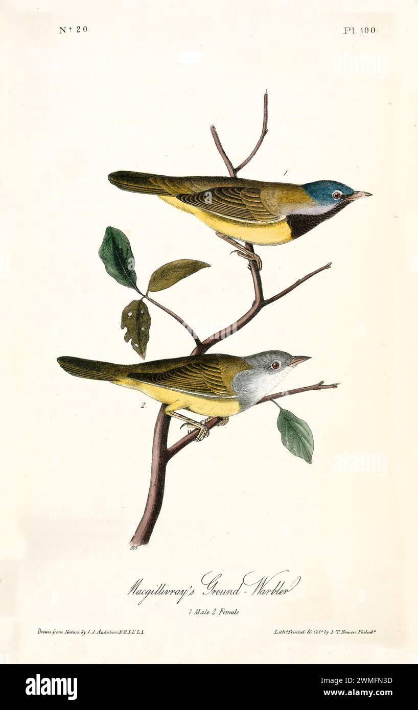 Ancienne illustration gravée de la paruline terrestre de MacGillivray (Geothlypis tolmiei). Créé par J.J. Audubon : Birds of America, Philadelphie, 1840. Banque D'Images