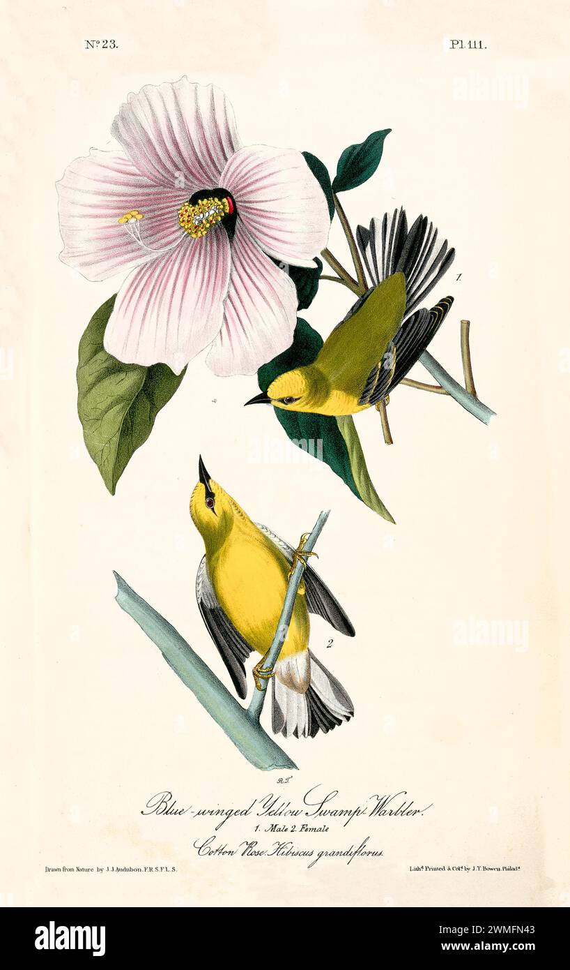 Warbler jaune à ailes bleues à côté d'une rose de coton fleurie, vif dans les détails et l'harmonie des couleurs. Par J.J. Audubon : Birds of America, 1840 Banque D'Images