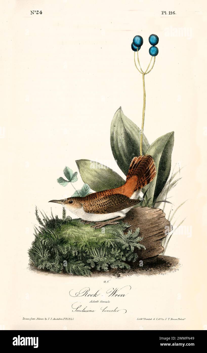 Ancienne illustration gravée de Rock Wren (Salpinctes obsoletus). Créé par J.J. Audubon : Birds of America, Philadelphie, 1840. Banque D'Images