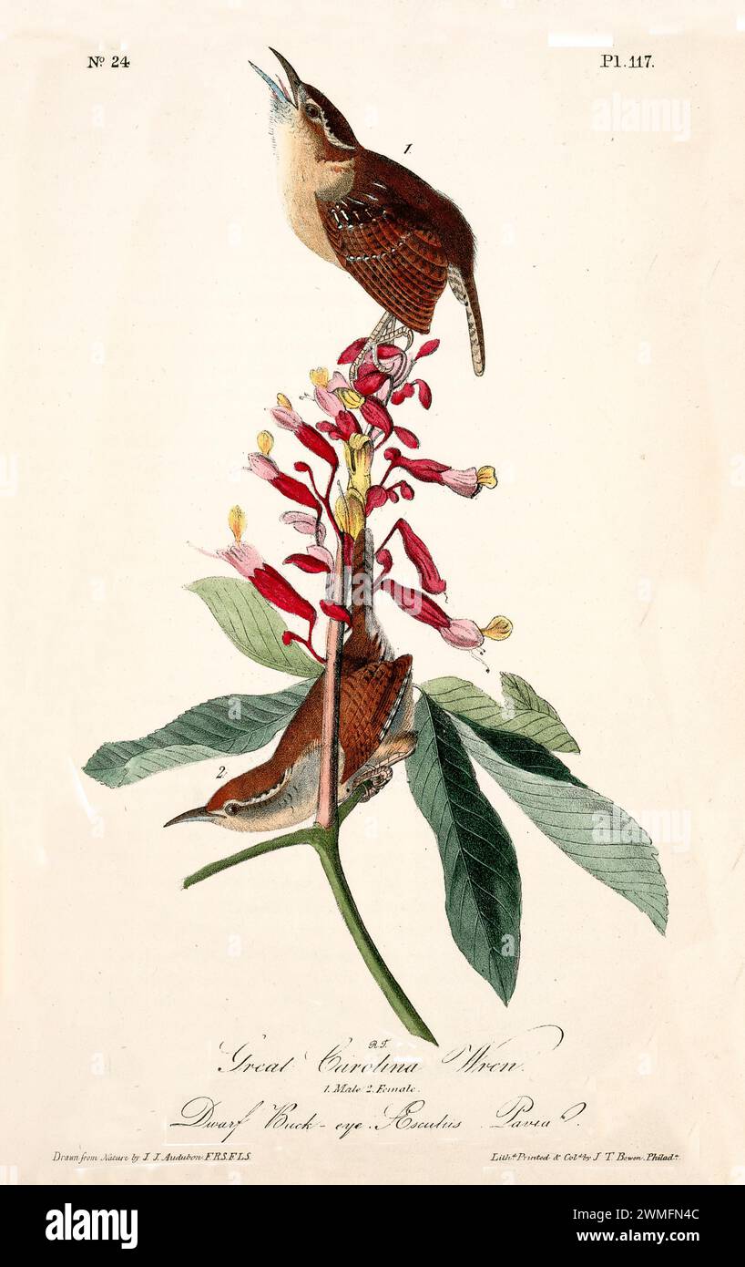Great Carolina Wren paire sur des fleurs rouge vif Buck-eye, une perchée, une grimpante. Par J.J. Audubon : Birds of America, 1840 Banque D'Images