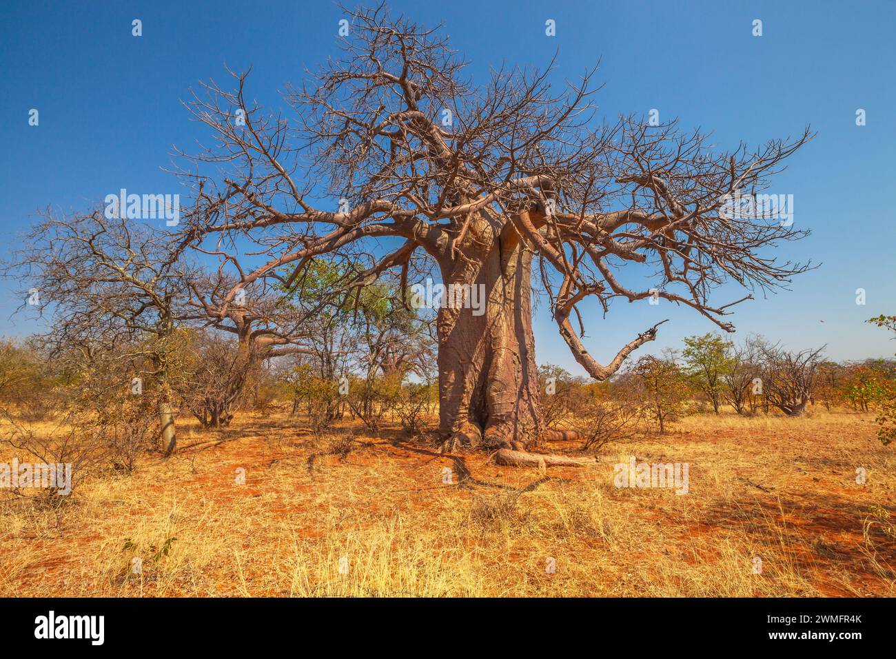 Baobabs dans la réserve naturelle de Musina, l'une des plus grandes collections de baobabs en Afrique du Sud. Game Drive dans Limpopo Game and nature Reserves. Ensoleillé Banque D'Images