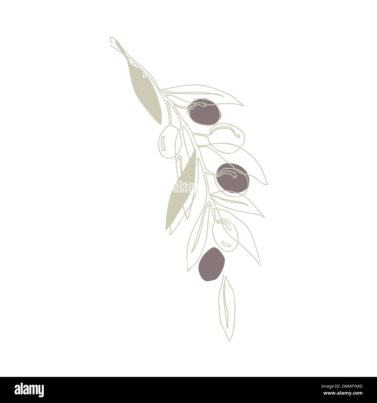 Branche d'olivier avec des fruits, dessin au trait continu. Modèle floral dessiné à la main, illustration isolée vectorielle. Illustration de Vecteur