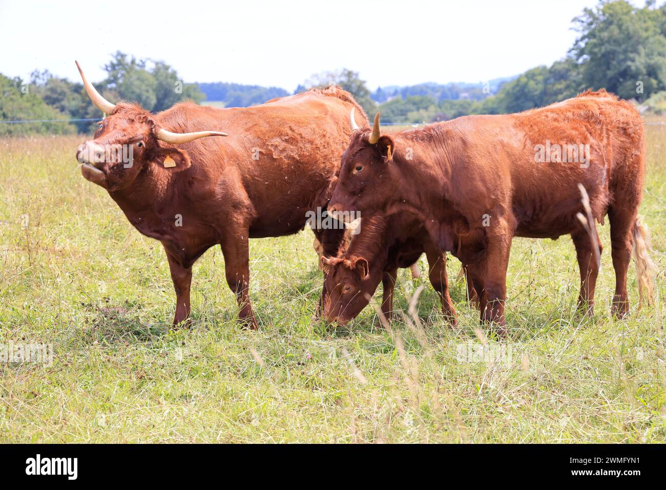 Les Salers français élèvent des vaches à lait et à viande caractérisées par leur pelage couleur acajou pendant l'été et les vagues de chaleur. Agriculture, élevage bovin et huma Banque D'Images