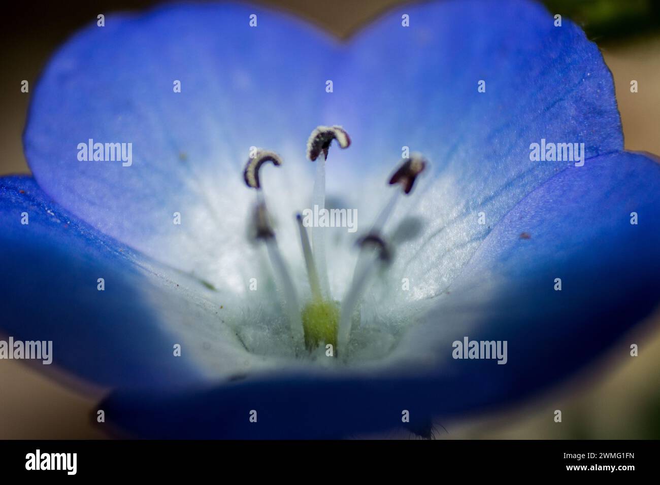 Gros plan d'un petit bébé délicat yeux bleus, Nemophila menziesii, fleur Banque D'Images