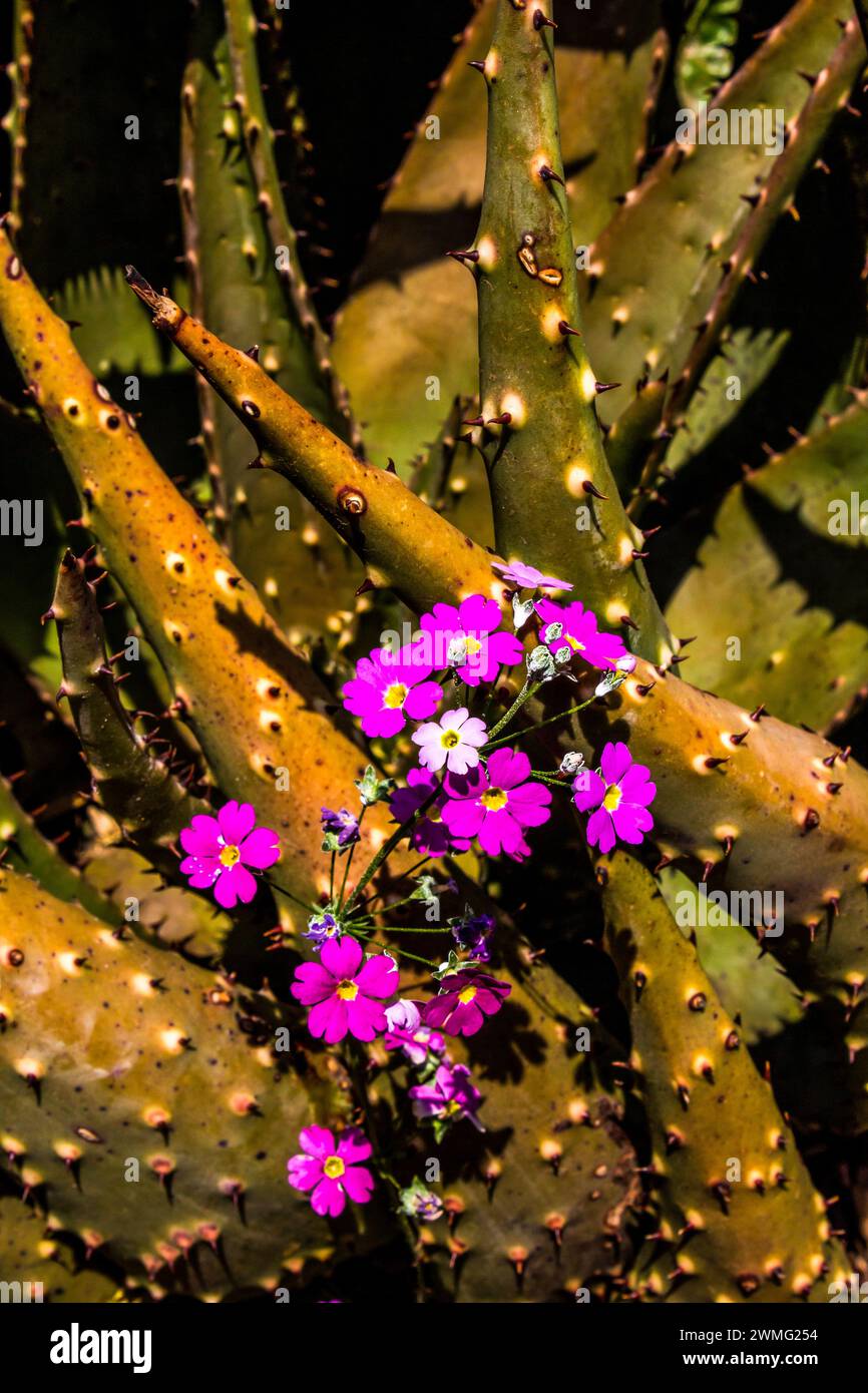 Les fines fleurs délicates, violettes, de Primulas fées, Primula malacoides, avec les feuilles couvertes d'épine d'un aloès en arrière-plan Banque D'Images