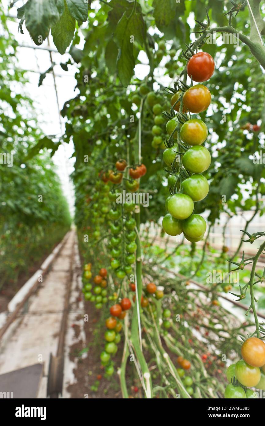 Tomates sur une vigne dans une serre Banque D'Images