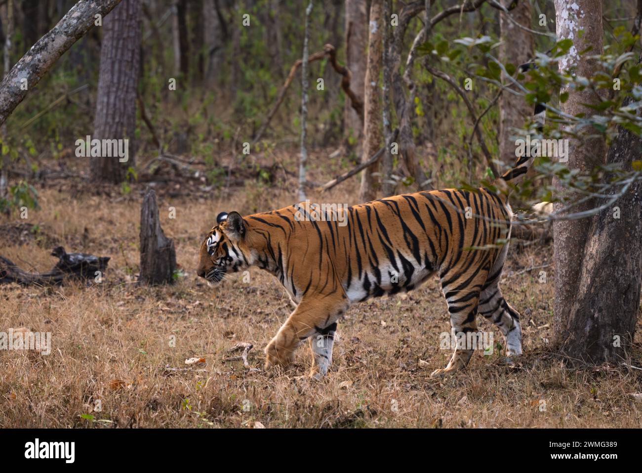 Tigre du Bengale - Panthera tigre tigre, beau grand chat coloré des forêts et des bois d'Asie du Sud, réserve de tigres de Nagarahole, Inde. Banque D'Images