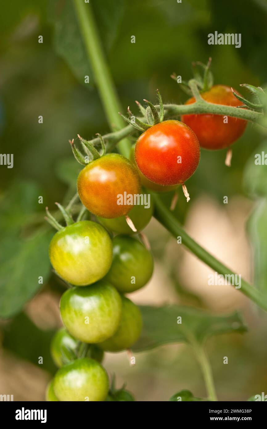 Un groupe de tomates sur une vigne Banque D'Images