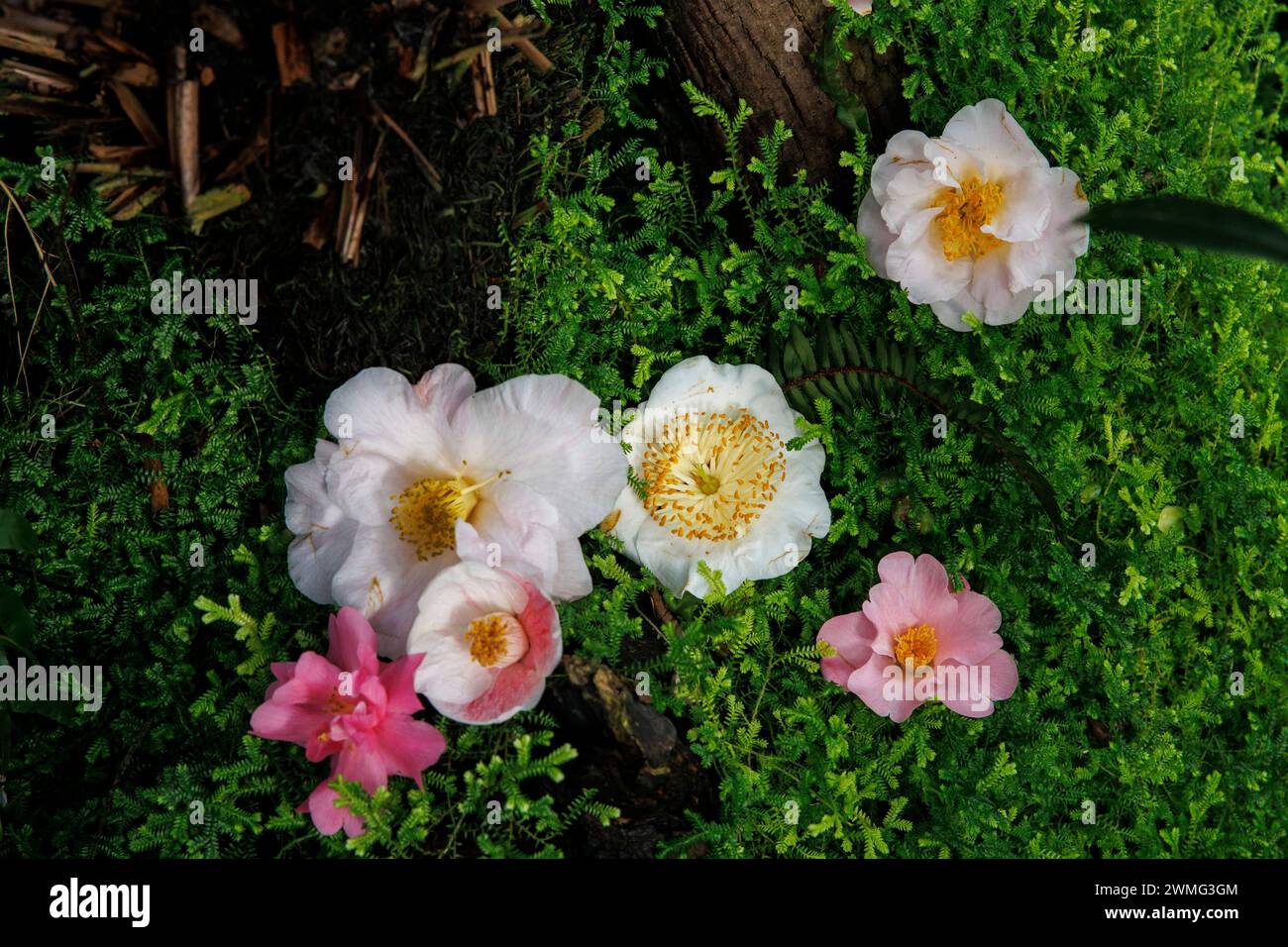 les camélias fleurissent dans la mousse. Kamelienblueten (Camellia) liegen im Moos. Banque D'Images