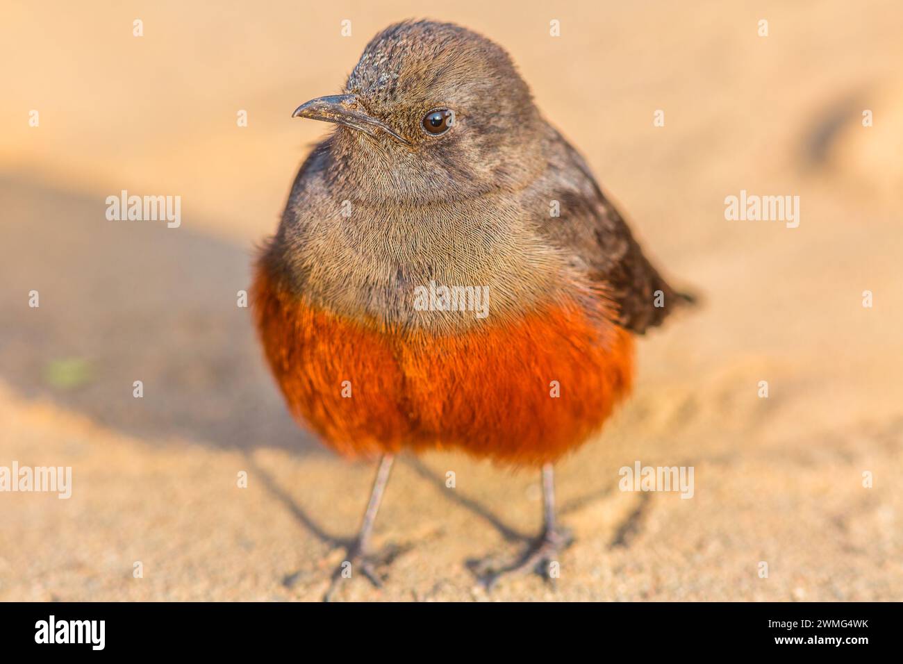 Gros plan d'une femelle moqueuse oiseau de chat de falaise sur le sol dans le parc national Kruger, Afrique du Sud. Espèce Thamnolaea cinnamomeiventris. oiseau femelle Banque D'Images