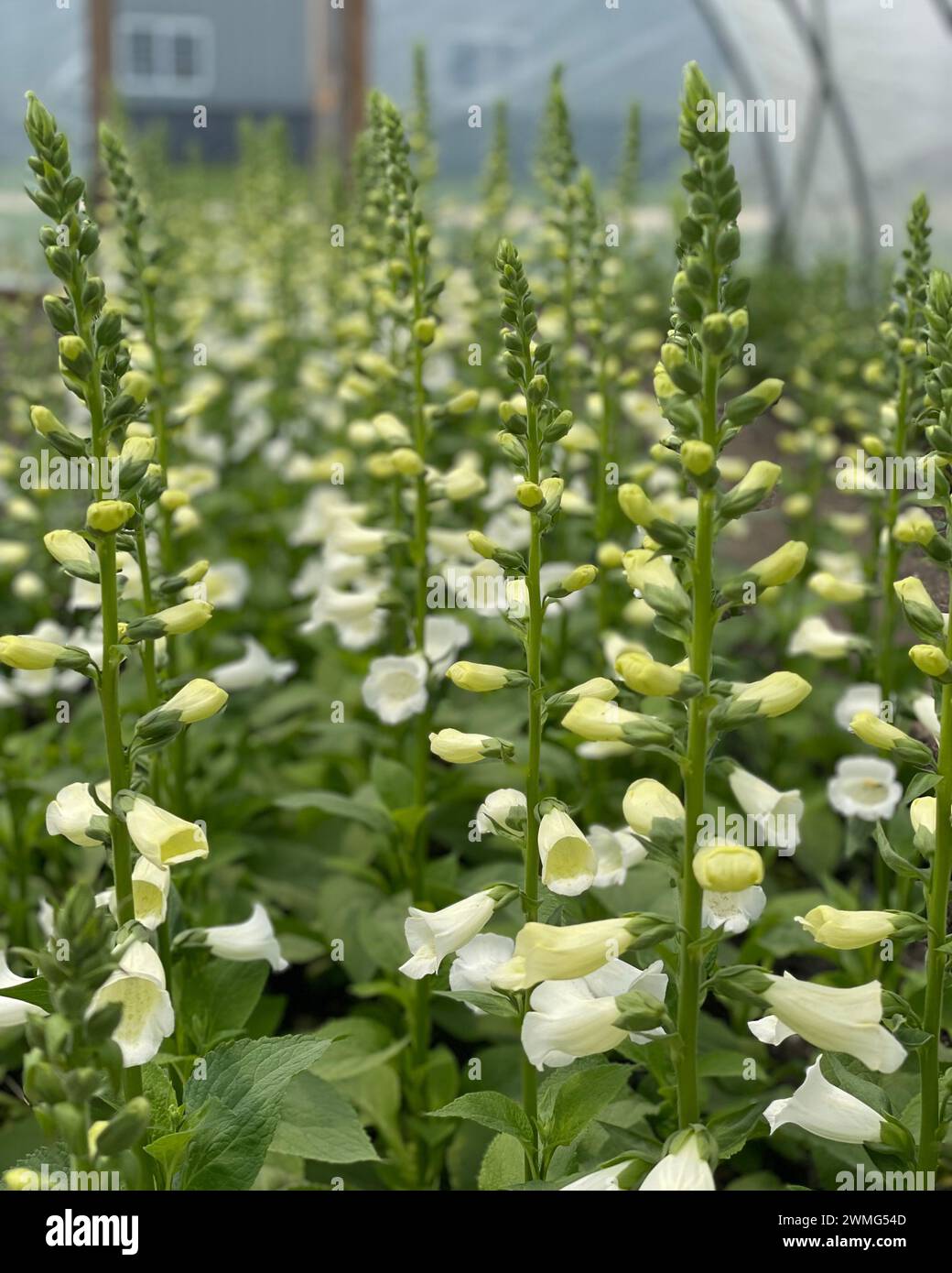Rangées de fleurs blanches de foxglove poussant à l'intérieur d'une serre Banque D'Images
