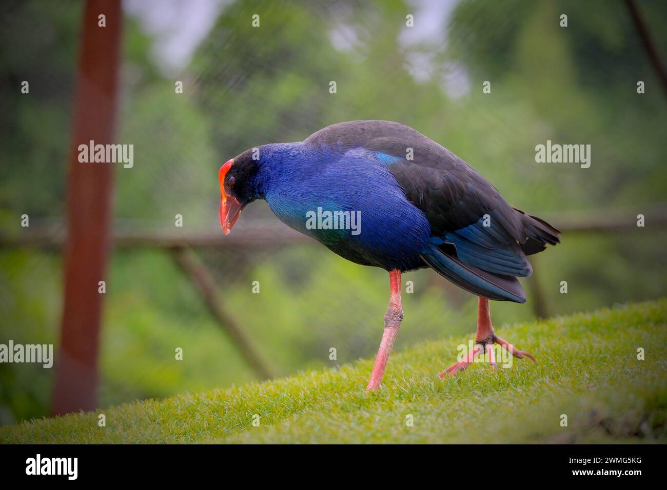 Swamphen violet (Porphyrio porphyrio) sur herbe Banque D'Images