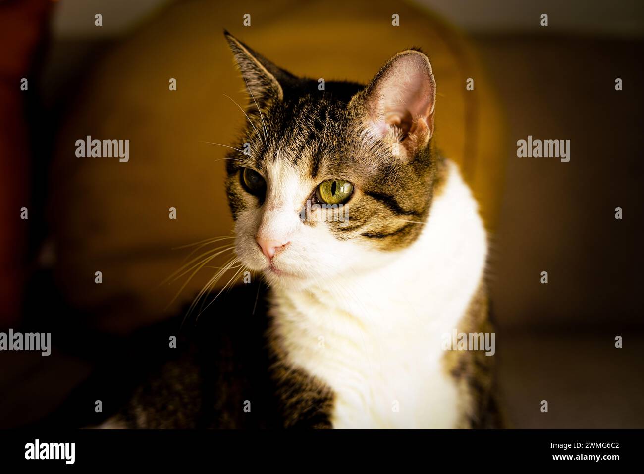 Adorable chat tabby. Gros plan. Banque D'Images