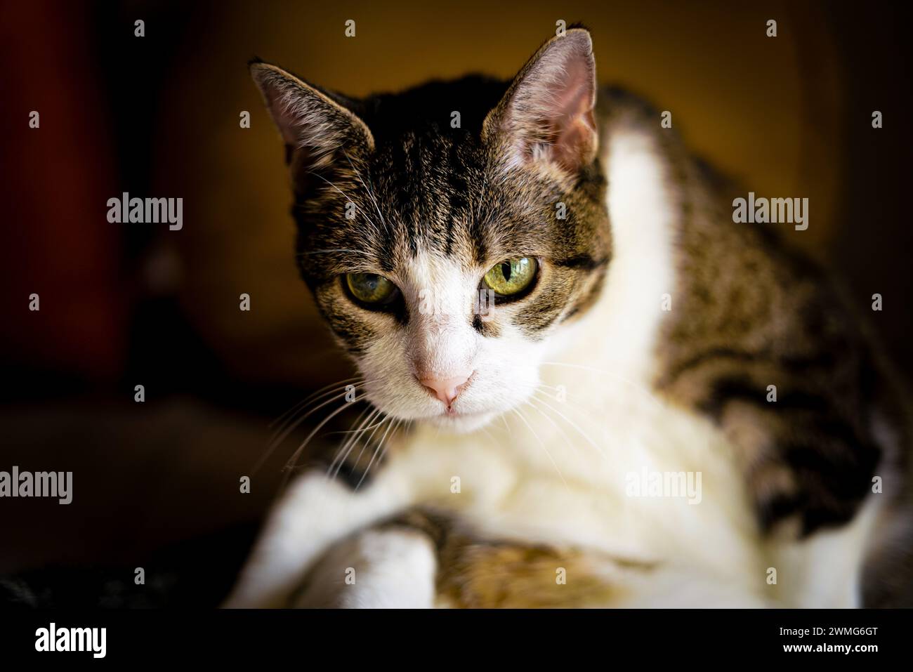 Adorable chat tabby à la maison. Gros plan. Banque D'Images