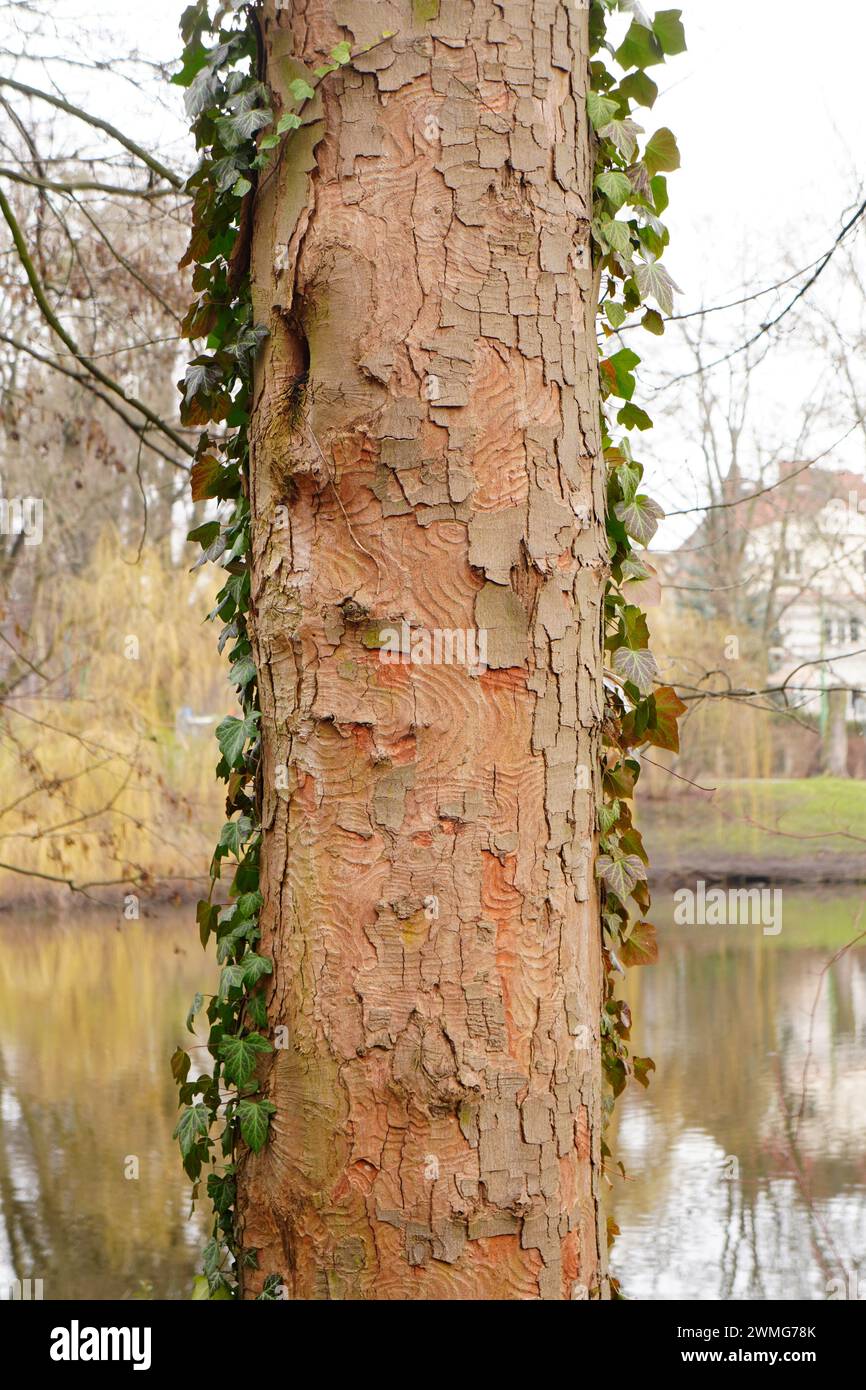 Un arbre enveloppé de lierre près d'un lac tranquille. Park Solacki, Poznan, Pologne Banque D'Images