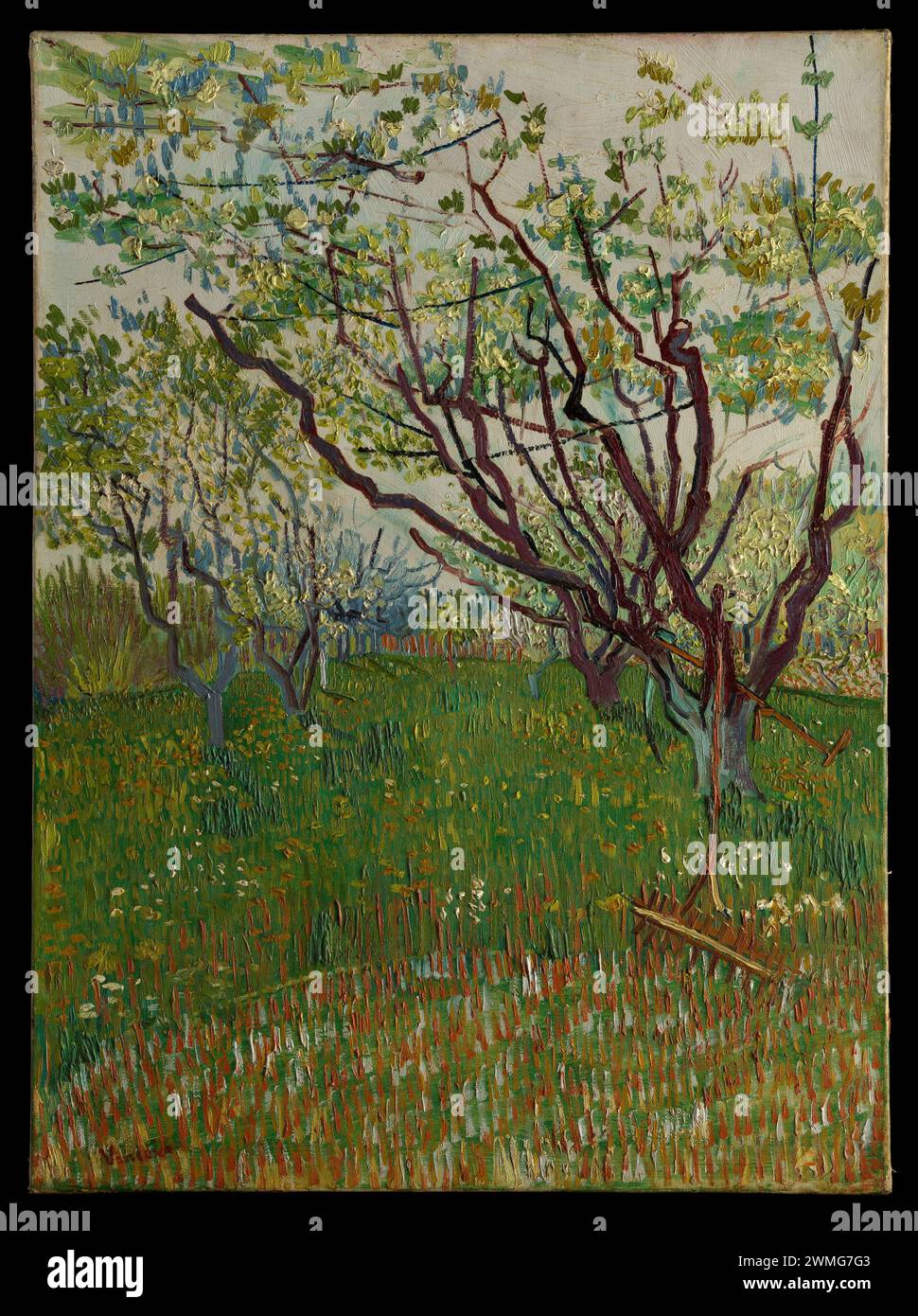 Le verger en fleurs Vincent van Gogh 1888 Banque D'Images