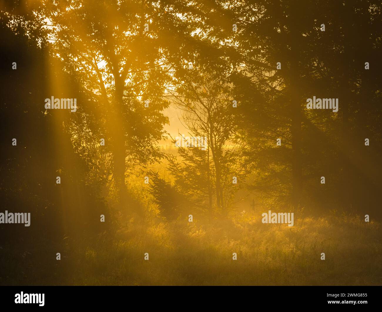 Le soleil tôt le matin jette une lueur dorée chaude à travers la brume parmi les arbres dans une forêt suédoise tranquille. La lumière filtre à travers les branches, créa Banque D'Images