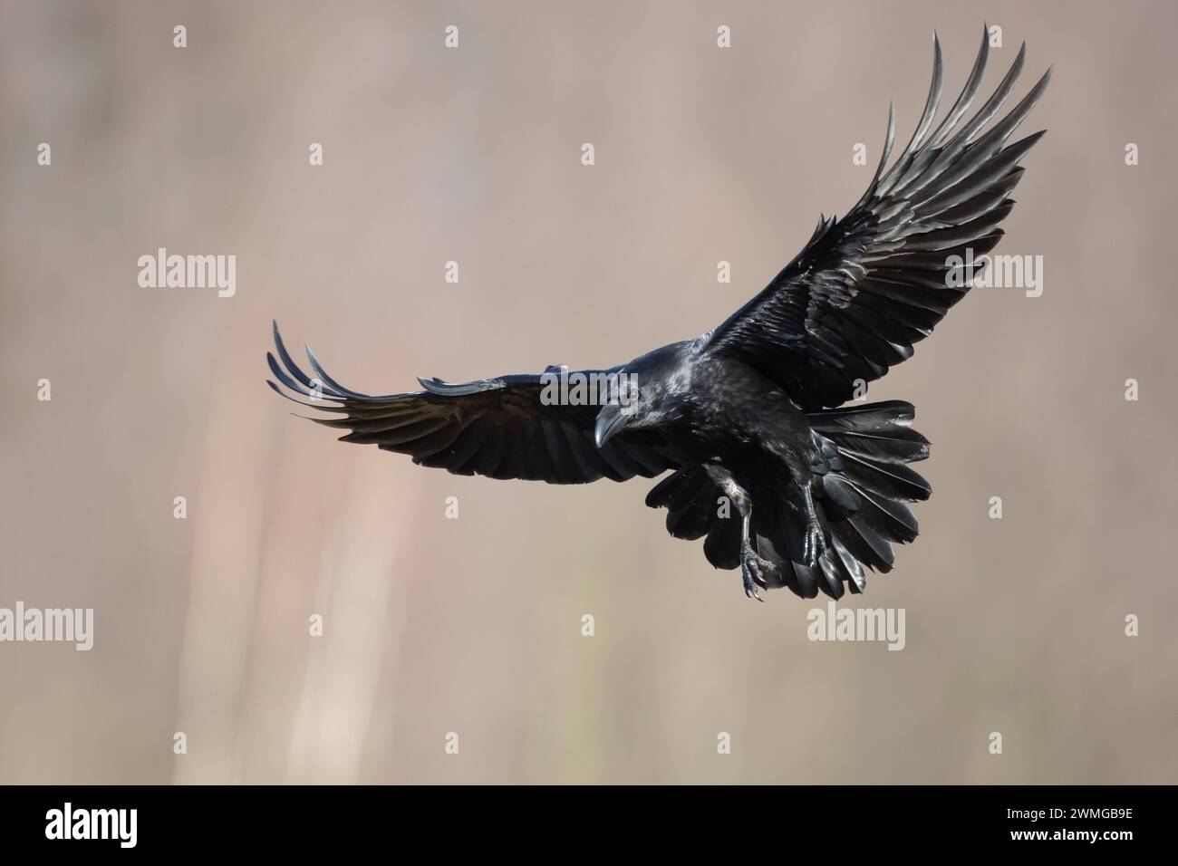 Beau corbeau Corvus corax oiseau volant du nord de la Pologne Europe Banque D'Images