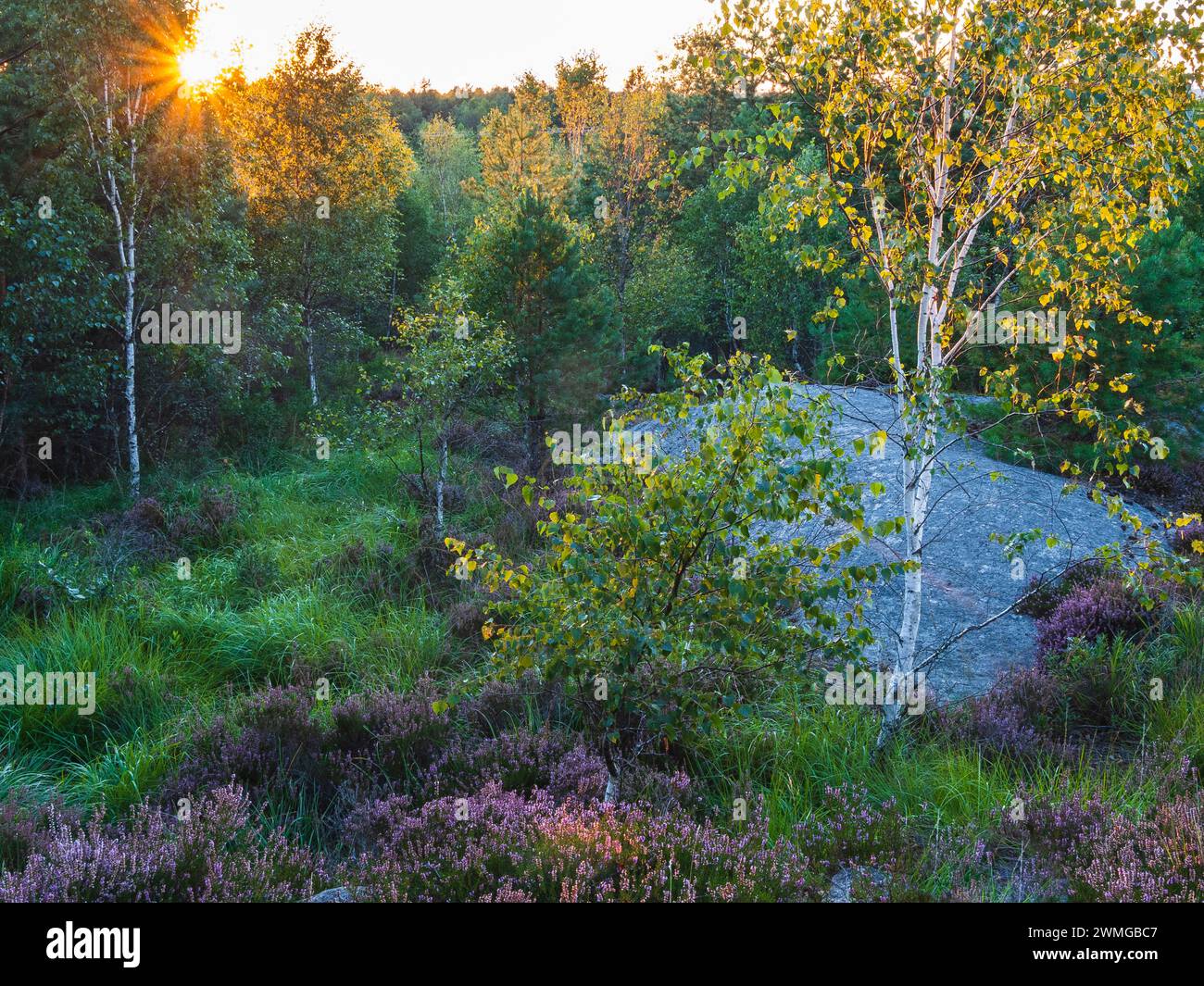 Les rayons dorés du soleil couchant filtrent à travers les arbres d'une forêt suédoise tranquille, projetant une lueur chaude sur le paysage luxuriant. Un gros rocher Banque D'Images