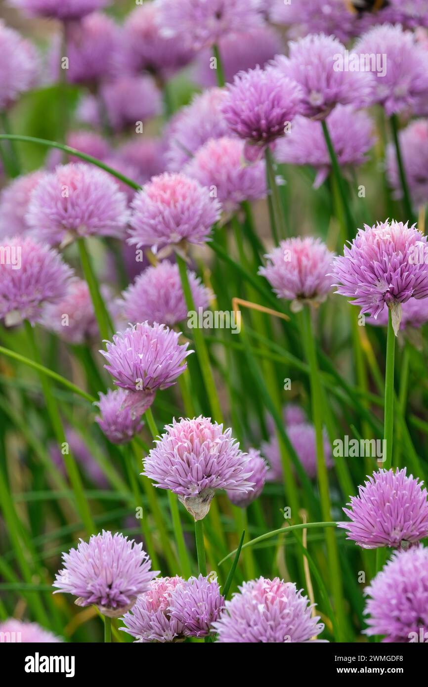 Ciboulette en fleur, allium schoenoprasum, fleurs roses en forme de globe Banque D'Images