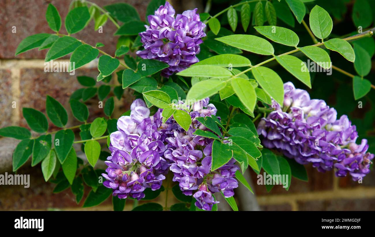 Gros plan des fleurs violettes de la plante de jardin murale d'escalade wisteria frutescens longwood Purple. Banque D'Images