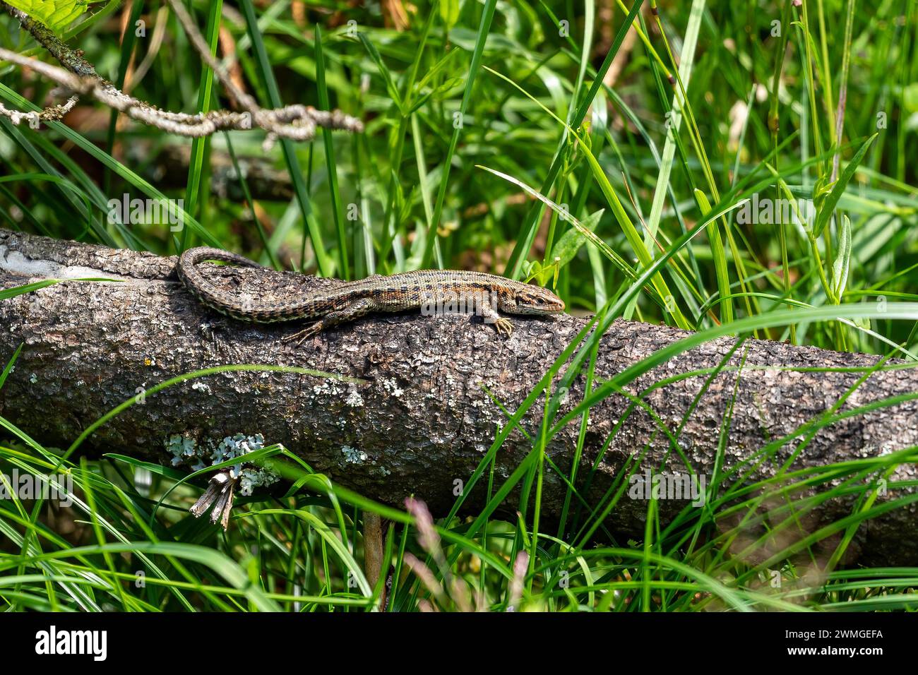 Un lézard commun prend un bain de soleil Banque D'Images