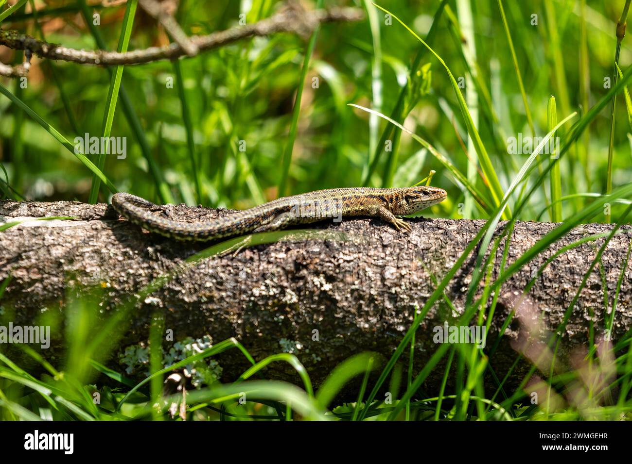 Un lézard commun prend un bain de soleil Banque D'Images