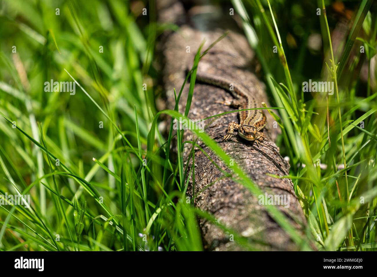 Un lézard commun prend un bain de soleil Banque D'Images