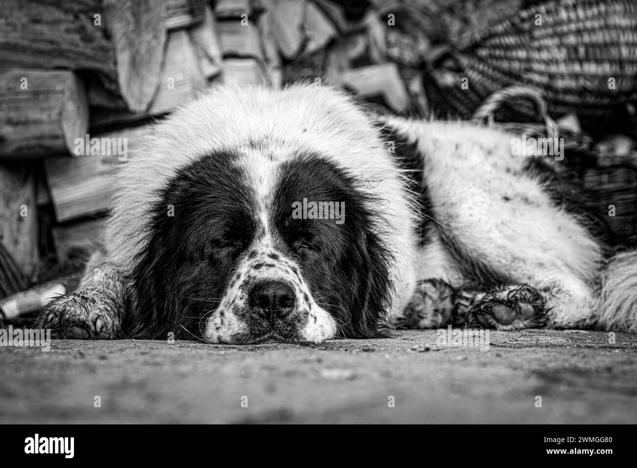 Un chien Bukowina Shepherd Banque D'Images
