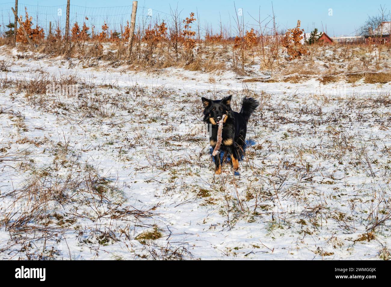 Mignon jeune chien noir (berger de Bohême) sur prairie enneigée avec bâton en bouche. Banque D'Images