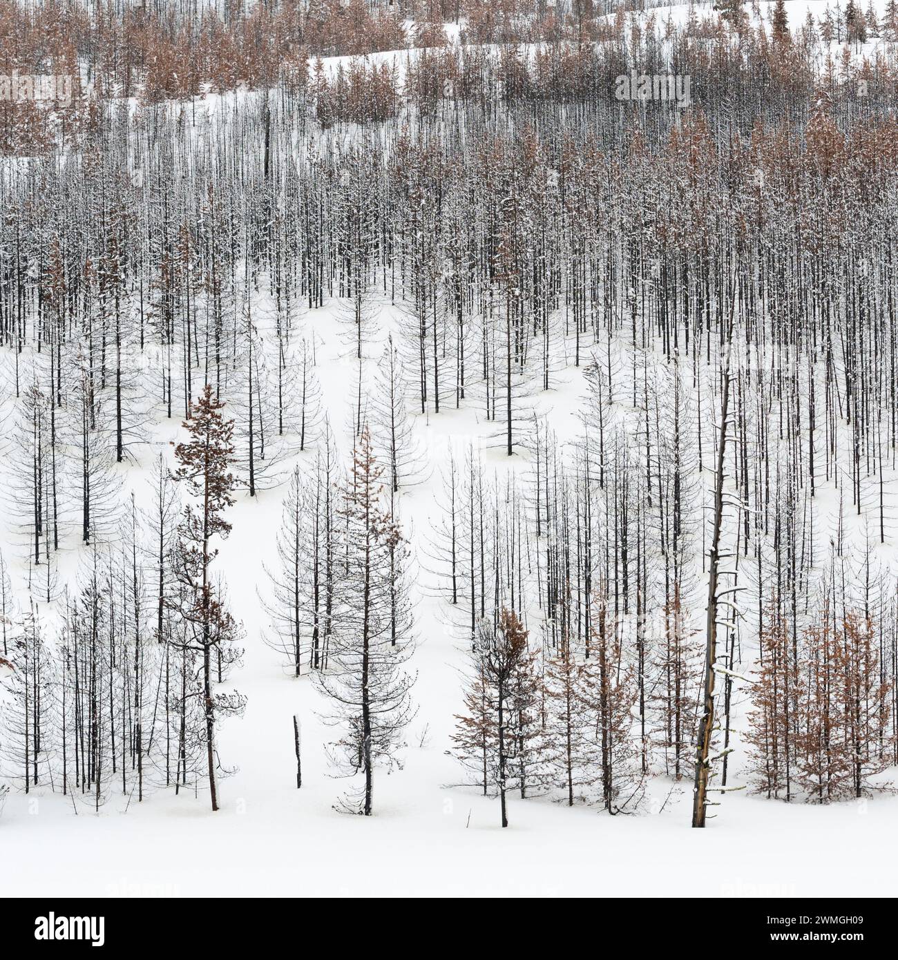 Forêt, arbres morts, les bois en hiver, près de structures monochromes, Grand Teton National Park, Wyoming, USA. Banque D'Images