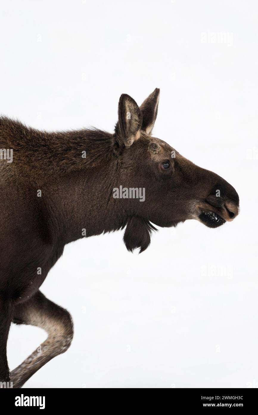 Orignal ( Alces alces ), jeune taureau, marchant dans la neige, gros plan détaillé, photo de tête, grand Teton NP, États-Unis. Banque D'Images